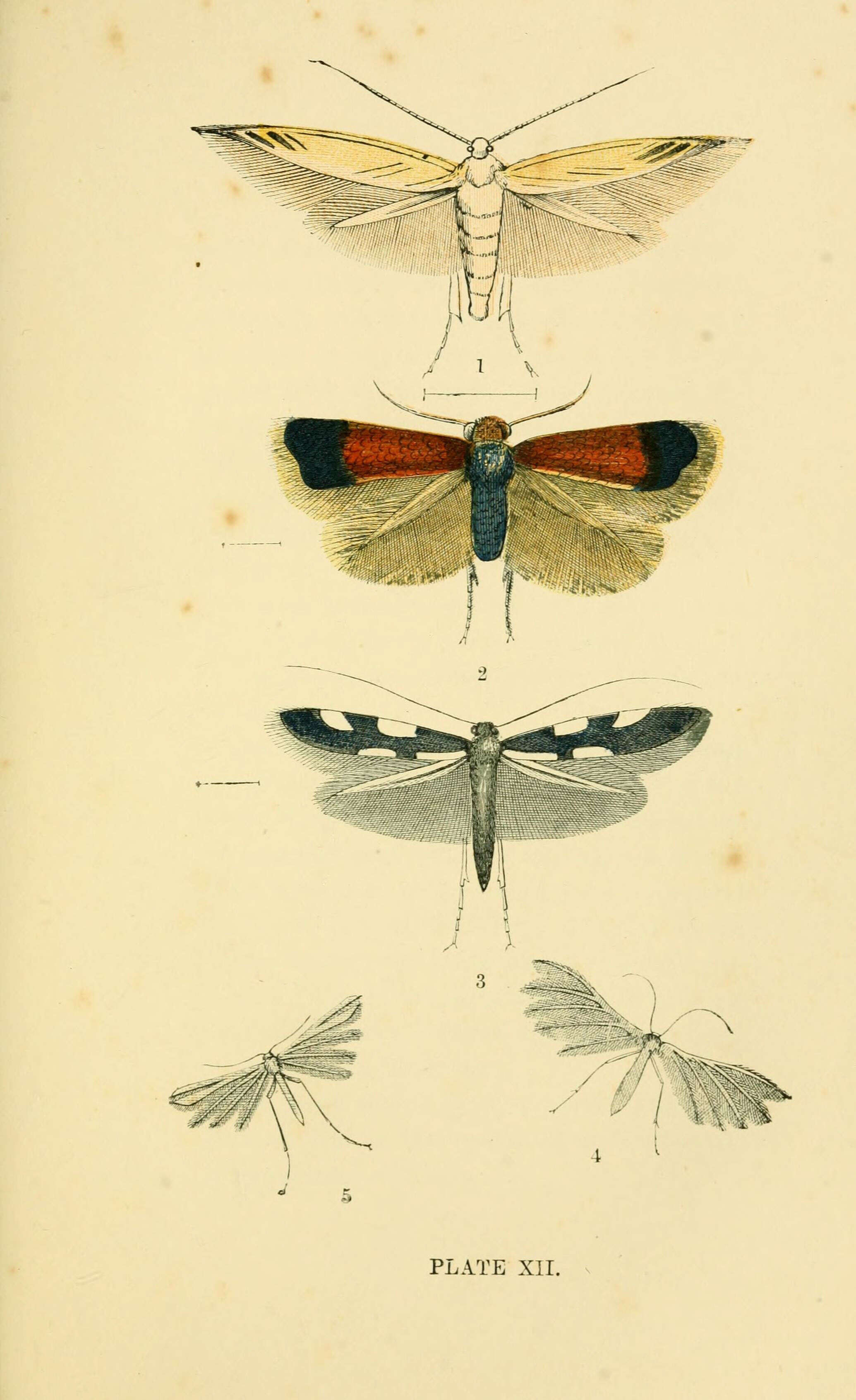 Image of Coleophora currucipennella Zeller 1839