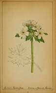 Image of Narcissus-Flower Thimbleweed