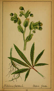 Image of Stinking Hellebore