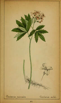 Image of Pinnate Coralroot