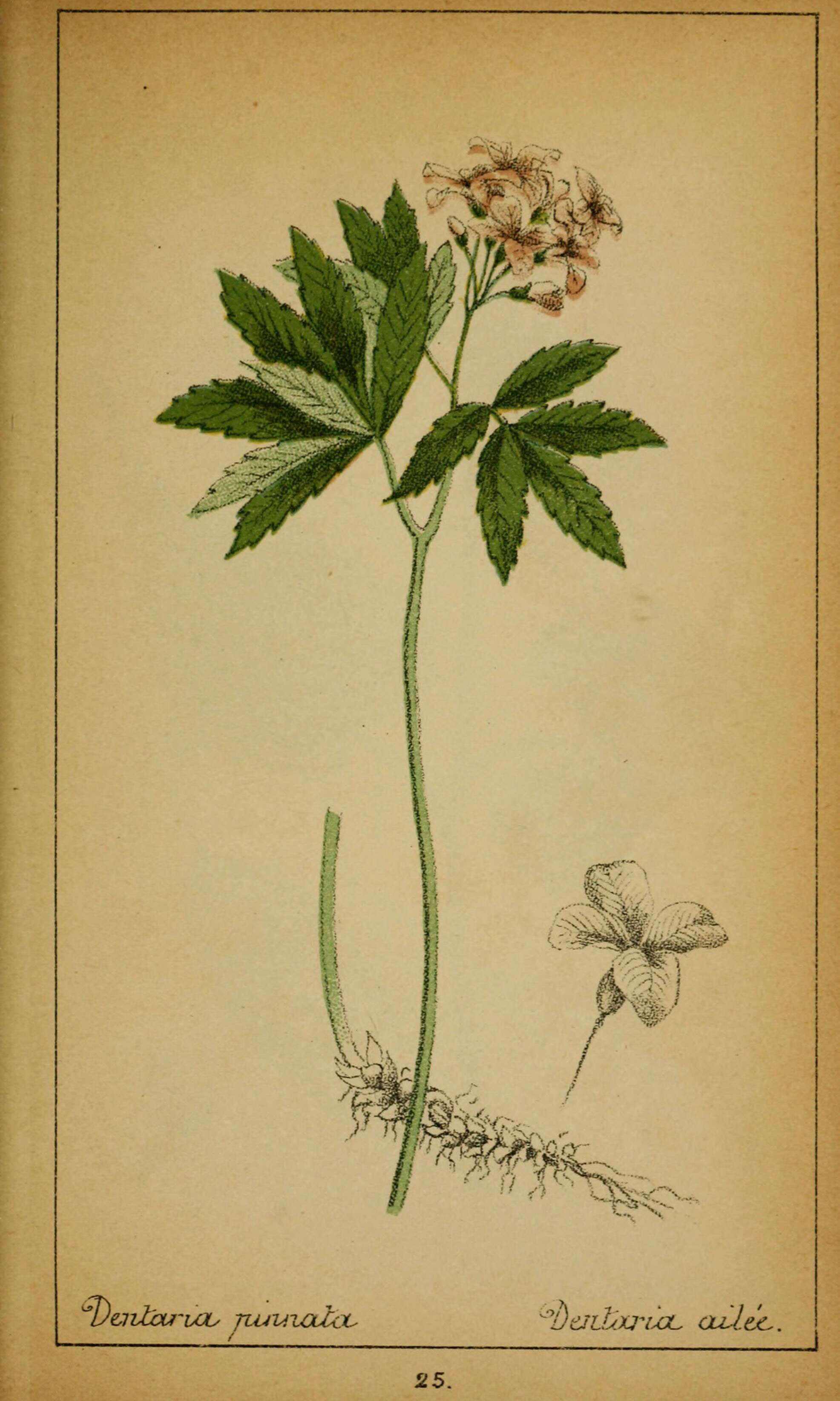 Слика од Cardamine heptaphylla (L.) O. E. Schulz