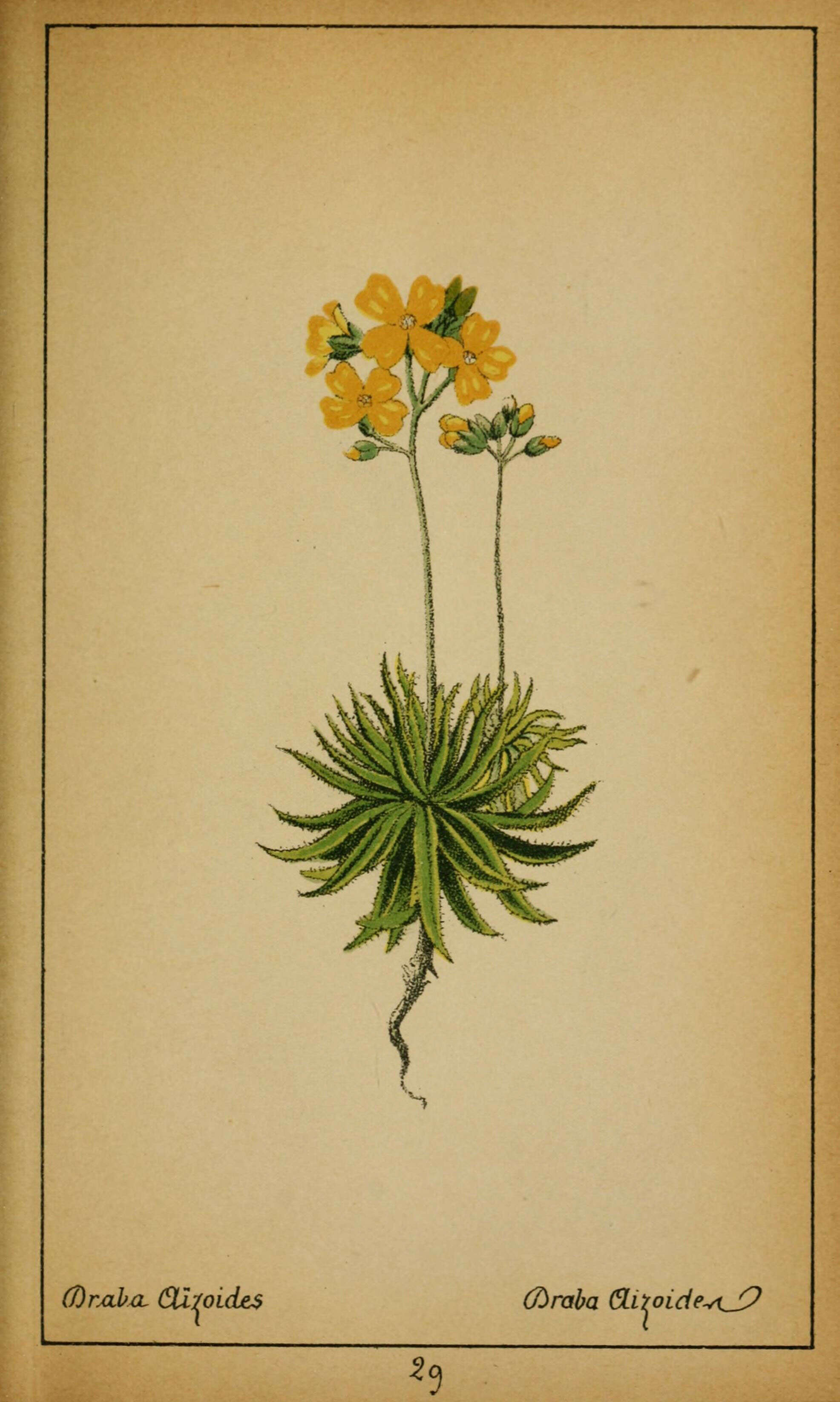 Image of yellow whitlow-grass