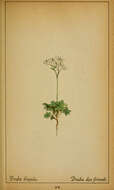 Image of Draba tomentosa Clairv.