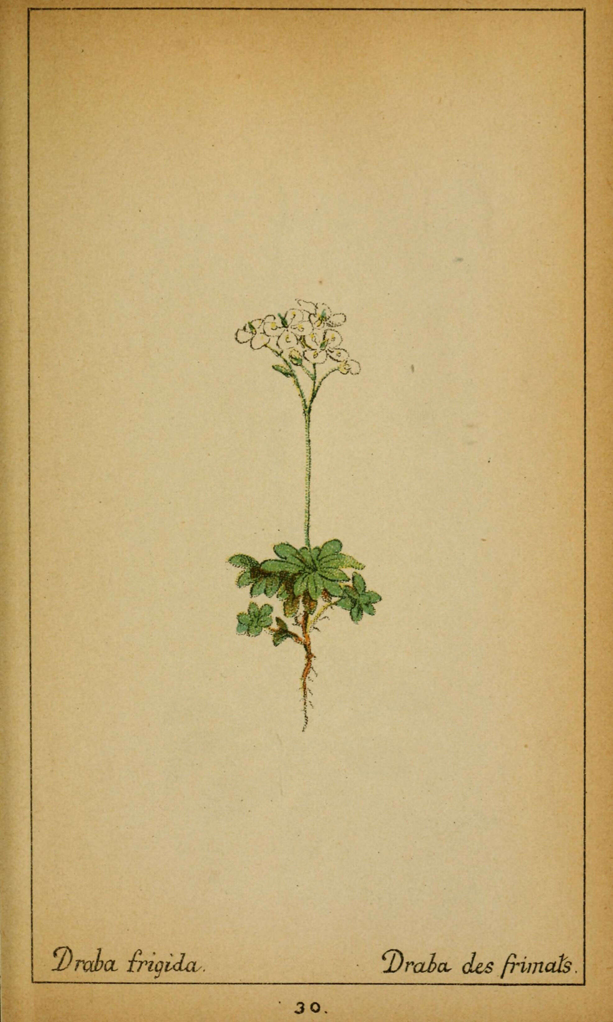 Image of Draba tomentosa Clairv.