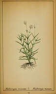 Image of Moehringia muscosa L.