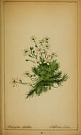 Image of Fringed sandwort