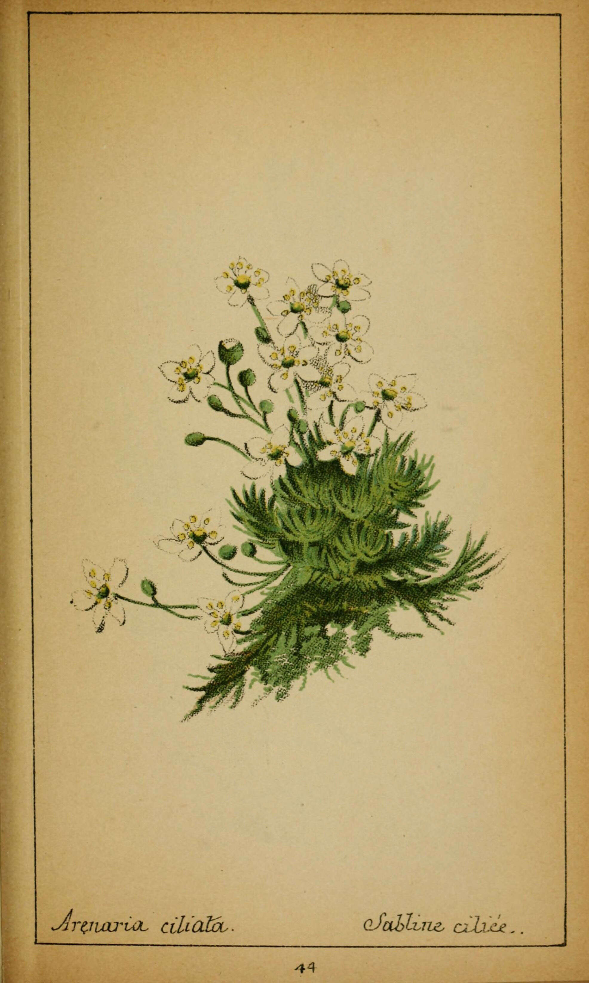 Image of Fringed sandwort