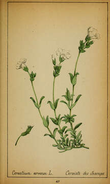 Image of field chickweed