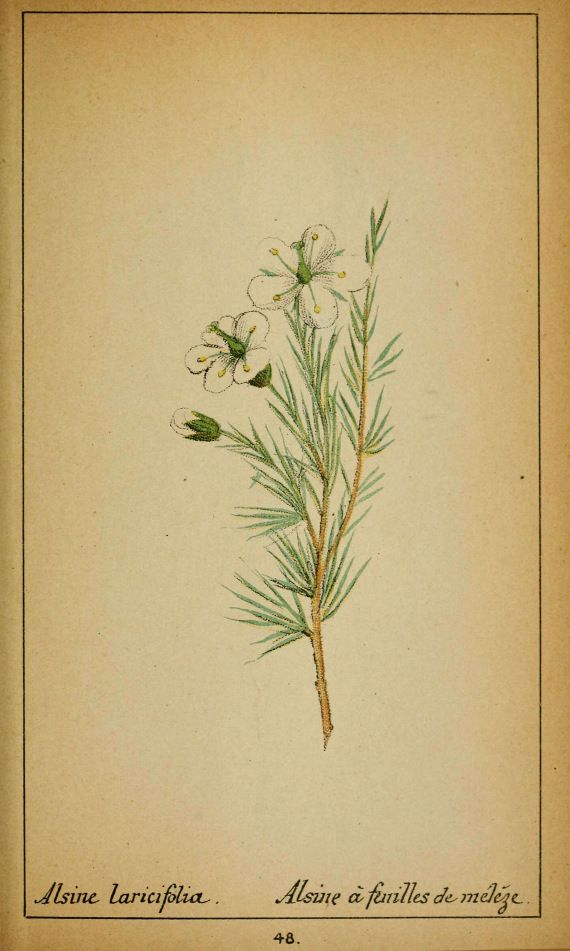 Plancia ëd Cherleria laricifolia subsp. laricifolia