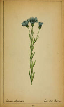 Image of Blue flax