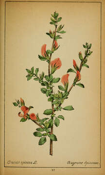 Image of spiny restharrow