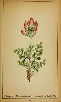 Image of Montpellier milkvetch