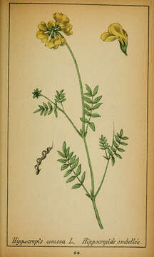 Image of Horseshoe-vetch