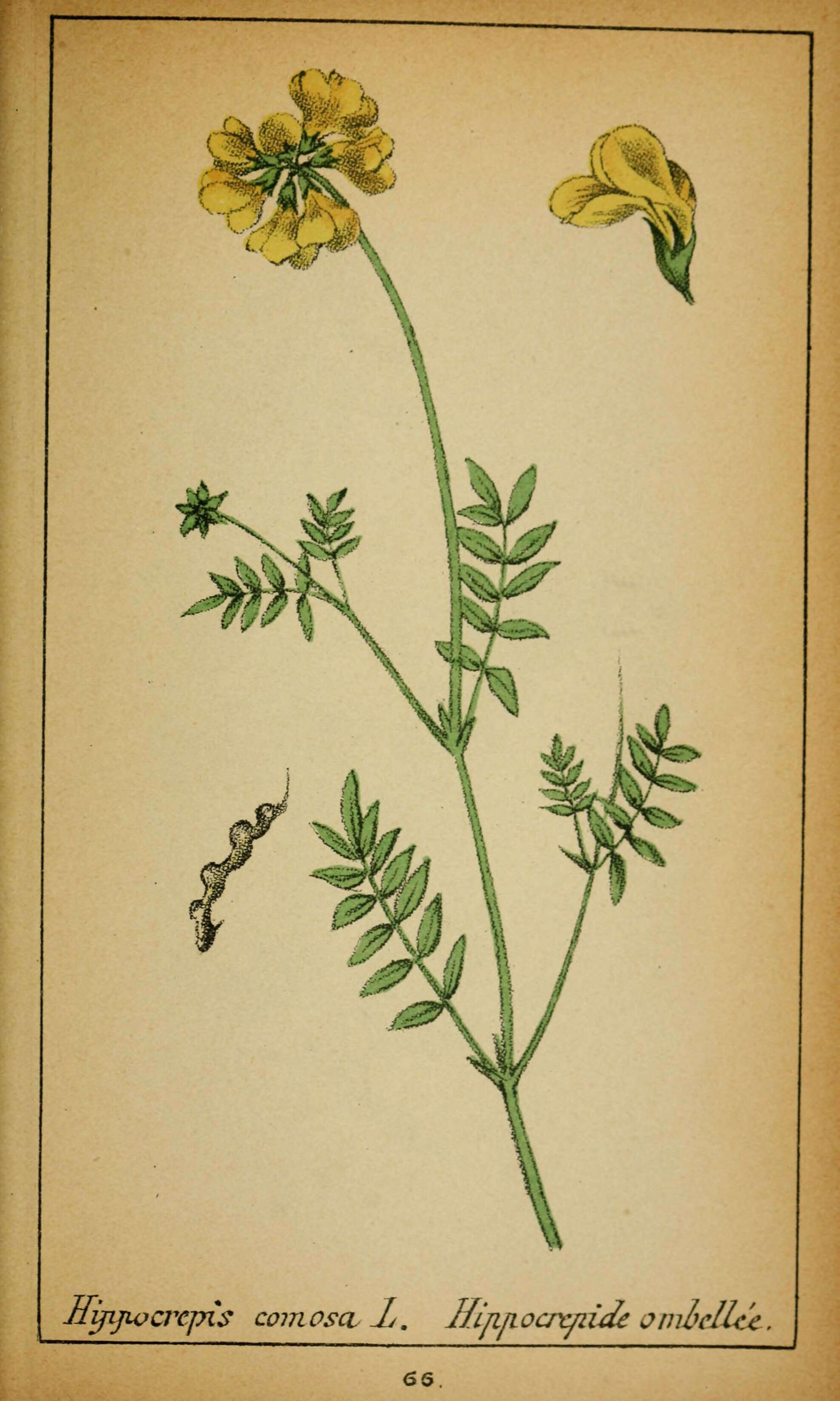 Imagem de Hippocrepis comosa L.