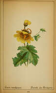 Image of Geum montanum L.