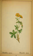 Image de Potentilla aurea L.