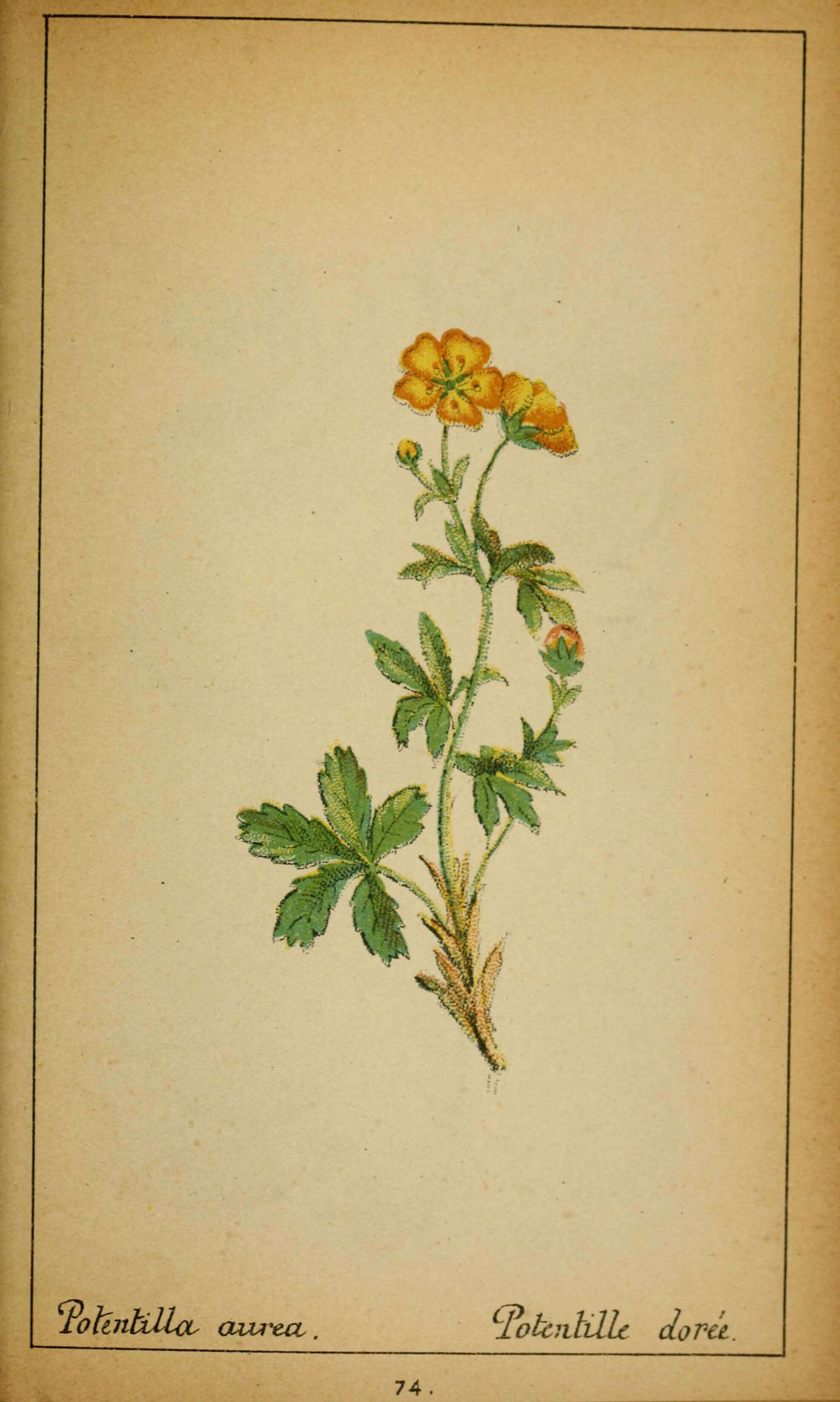 Image of Potentilla aurea L.