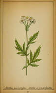 Sivun Achillea macrophylla L. kuva