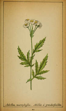 Image of big-leaf yarrow