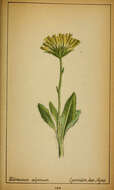 Image de Hieracium alpinum L.