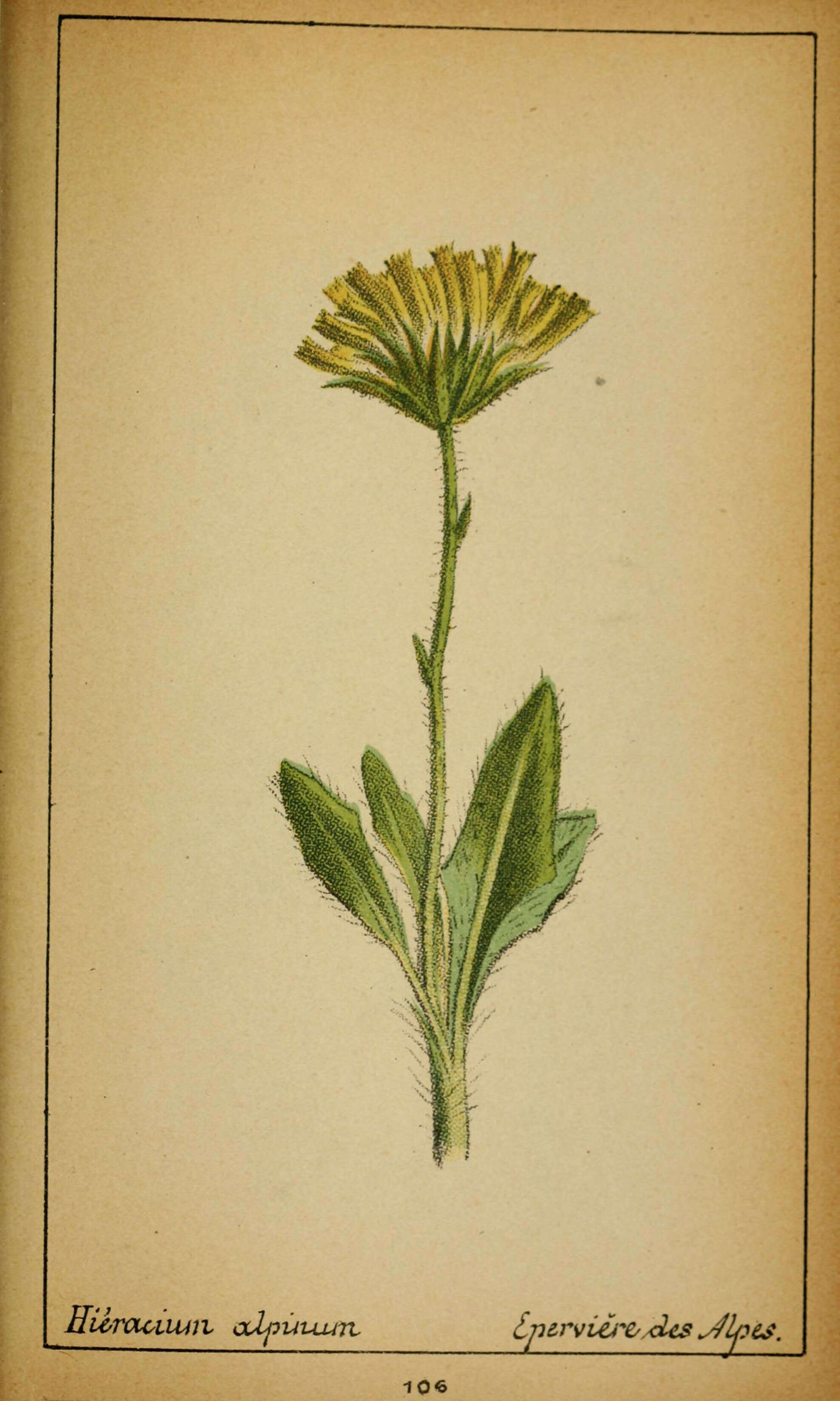 Image de Hieracium alpinum L.