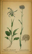 Image of Round-headed Rampion