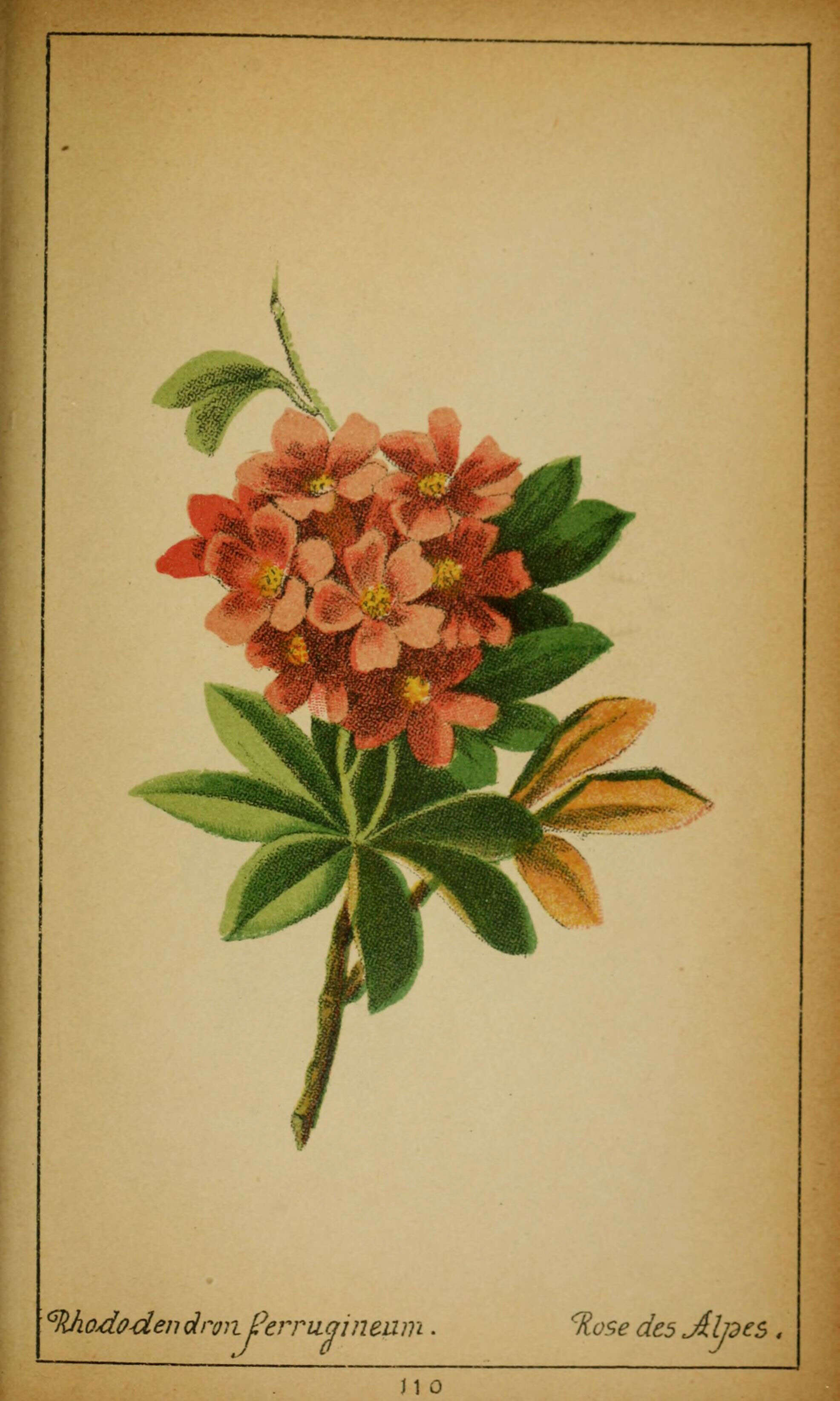 Rhododendron ferrugineum L. resmi