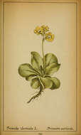 Image of Primula auricula L.