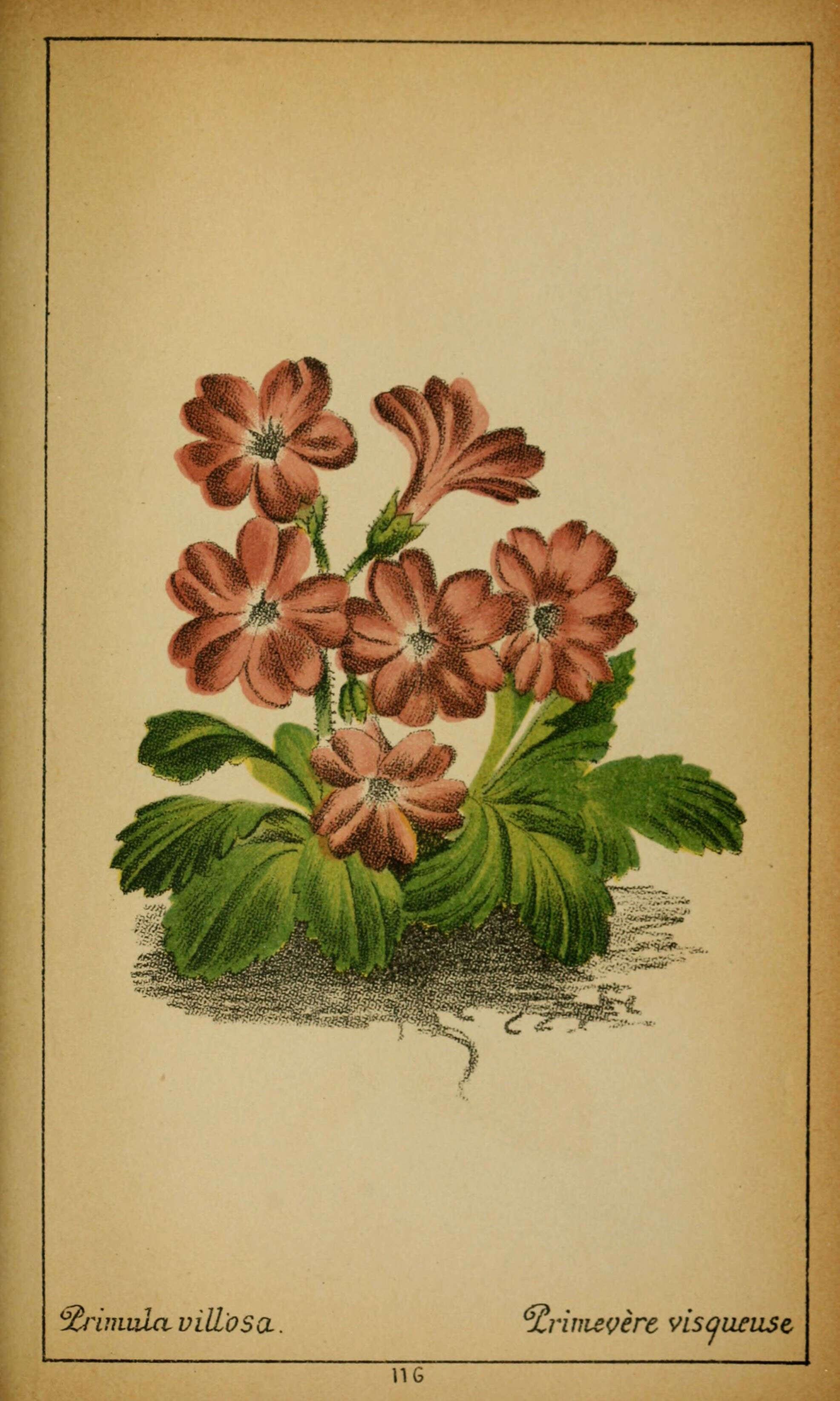 Image of Primula villosa Wulfen