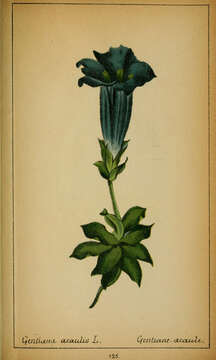 Image of Stemless Gentian