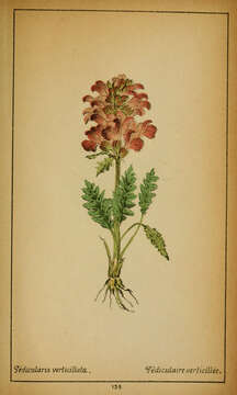 Image of whorled lousewort