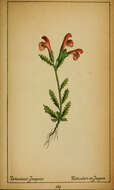 Image of beaked lousewort