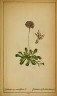 Image of Heart-leaf Globe Daisy