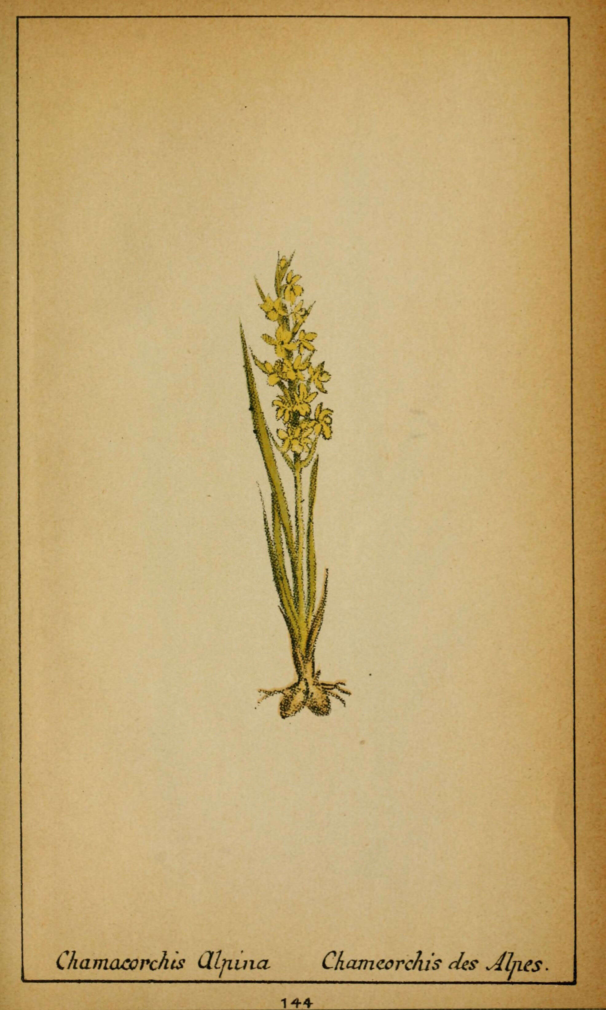 Plancia ëd Chamorchis