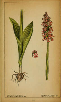 صورة Orchis militaris L.