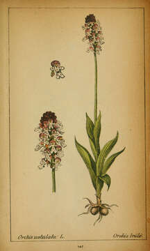 Image of Burnt orchid