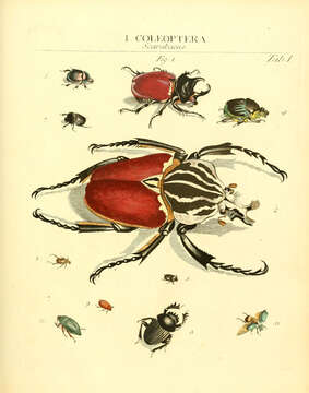 Image of scarab beetles