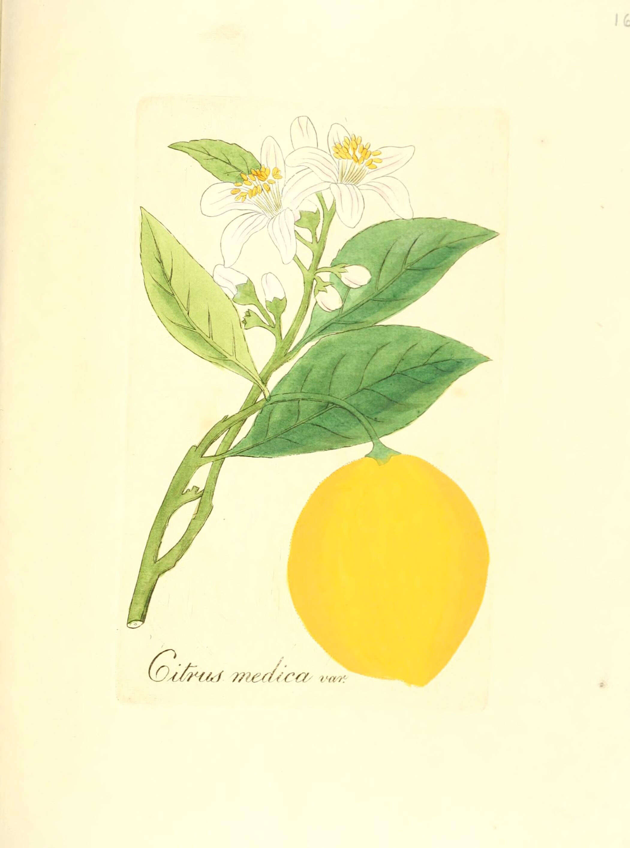 Image of citron