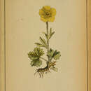 Image of Ranunculus acutilobus