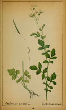 Image of Large Bittercress