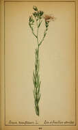 Imagem de Linum tenuifolium L.