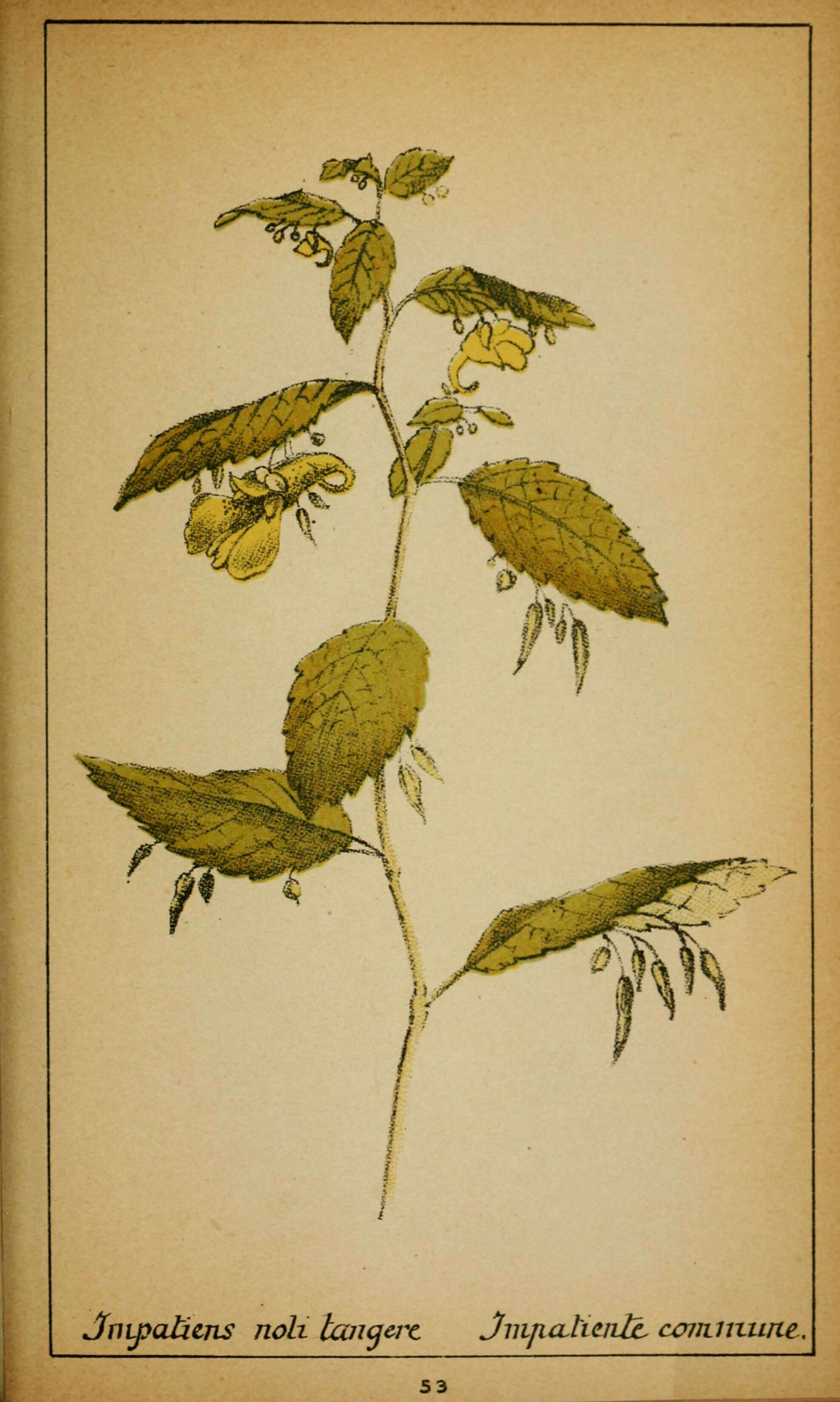 Image of Jewelweed