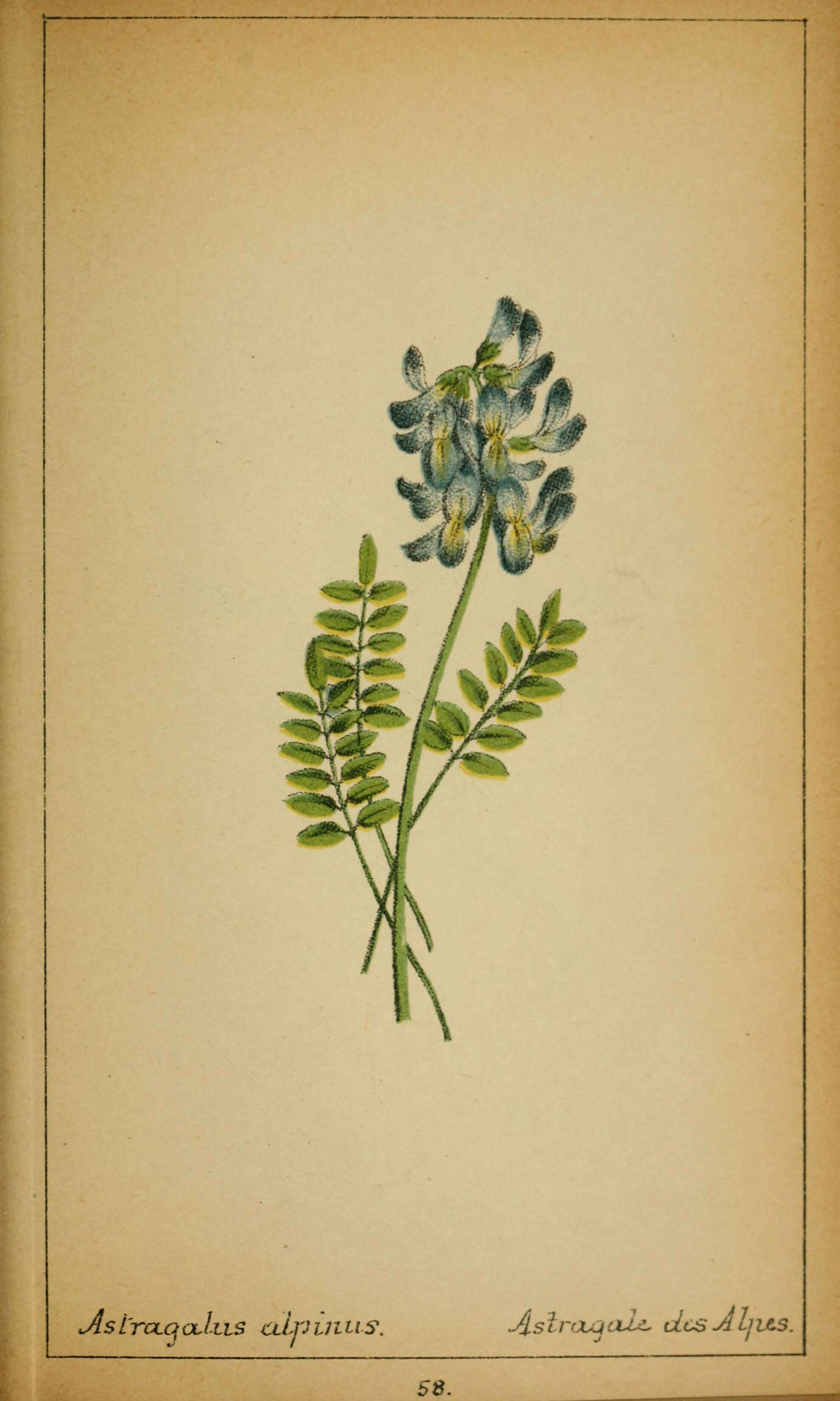 Image of alpine milkvetch