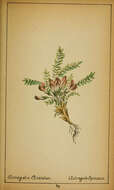 Image of Astragalus sempervirens Lam.