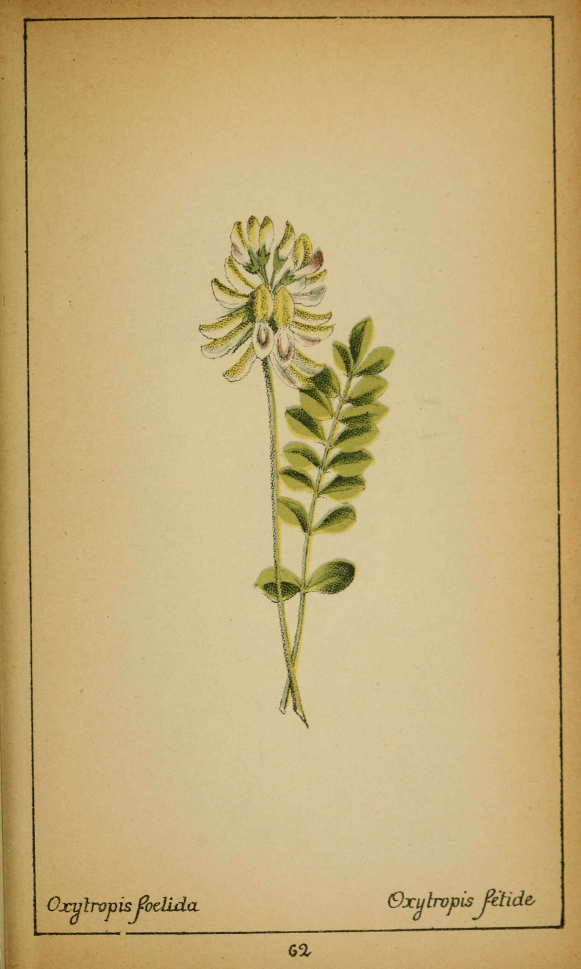 Image of Oxytropis fetida (Vill.) DC.