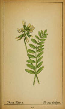 Image of alpine milkvetch