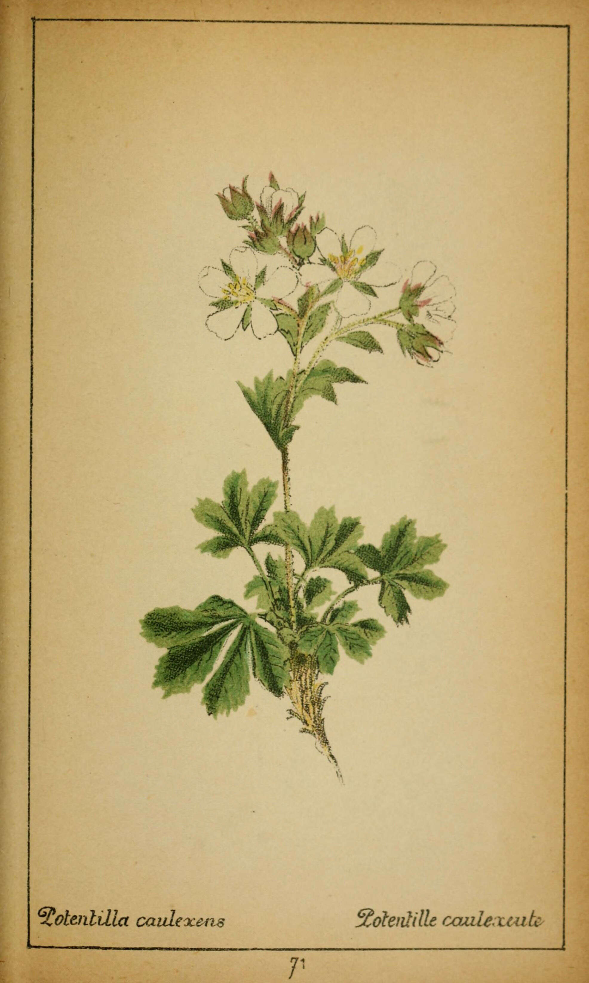 Image de Potentilla caulescens L.