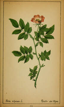 Image of alpine rose