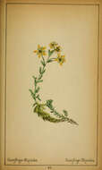 Image of Yellow (Mountain) Saxifrage