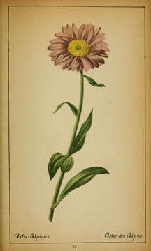 Image of alpine aster